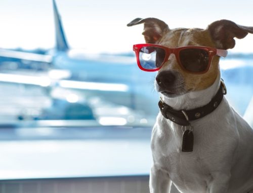 Novas restrições para entrada de cães nos EUA: saiba o que isso significa para trazer seu animalzinho 